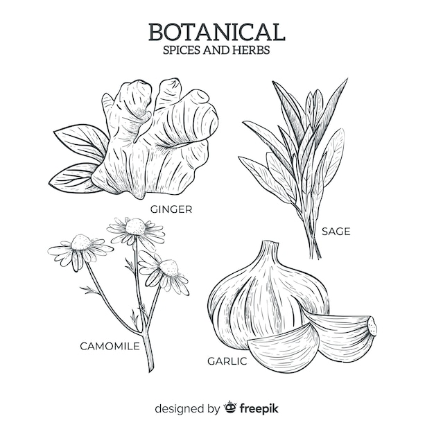 Hierbas y especias botánicas realistas dibujadas a mano
