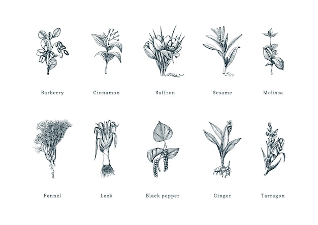Hierbas de especias dibujadas en estilo de grabado Ilustraciones botánicas de plantas ecológicas orgánicas Colección de bocetos en vector