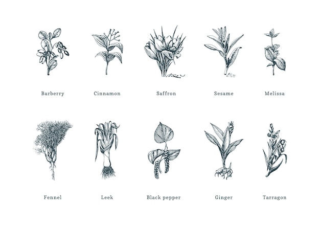 Hierbas de especias dibujadas en estilo de grabado ilustraciones botánicas de plantas ecológicas orgánicas colección de bocetos en vector