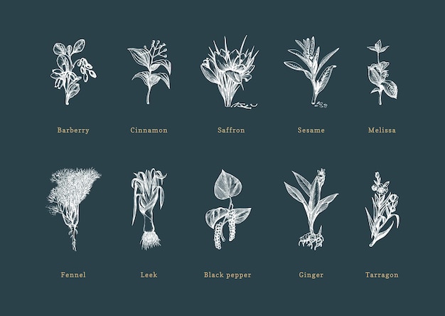 Hierbas de especias dibujadas en estilo de grabado ilustraciones botánicas de plantas ecológicas orgánicas colección de bocetos en vector