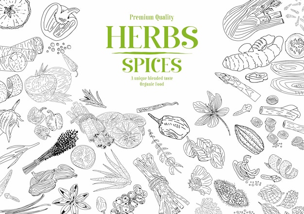 Hierbas y especias dibujadas a mano Vector