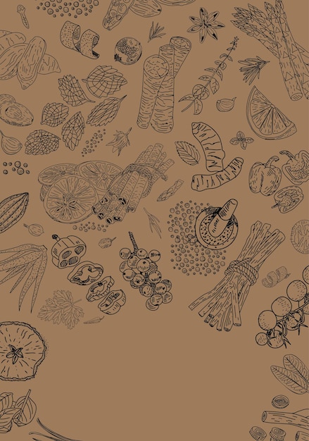 Hierbas y especias dibujadas a mano Vector