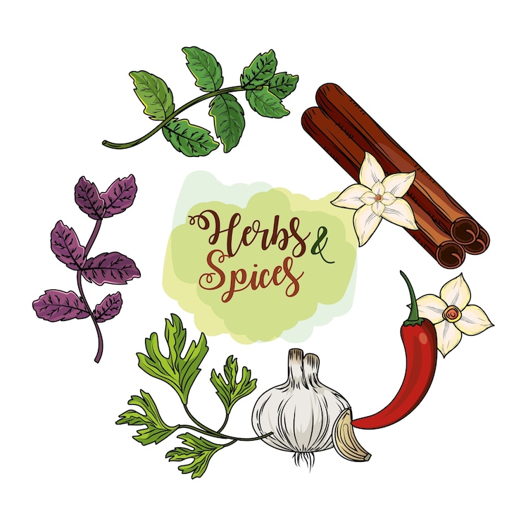 Vector hierbas y especias plantas y alimentos de órganos
