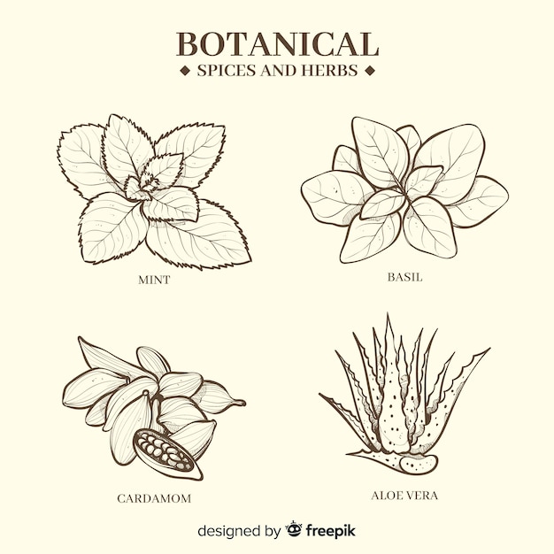 Hierbas y especias realistas dibujadas a mano