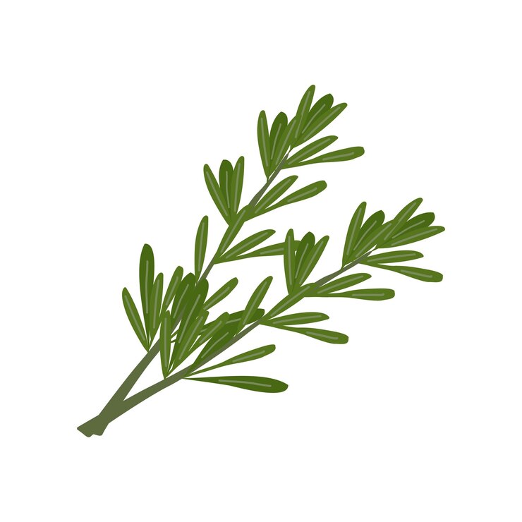 Vector hierbas frescas y especias sobre fondo blanco.