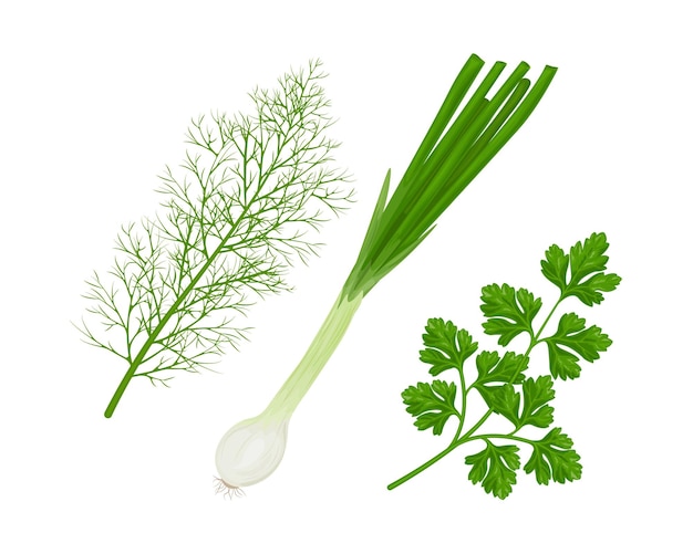 Hierbas picantes del jardín Un conjunto de hierbas medicinales como perejil, cebolla y eneldo Recolección de vegetales y hierbas Vector
