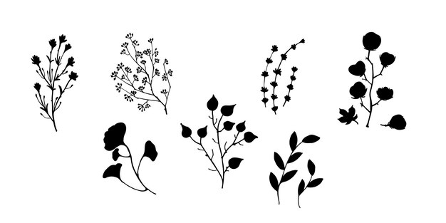 Hierbas secas de vector negro Flores secas Ilustración de medicina natural Hojas y ramitas de algodón