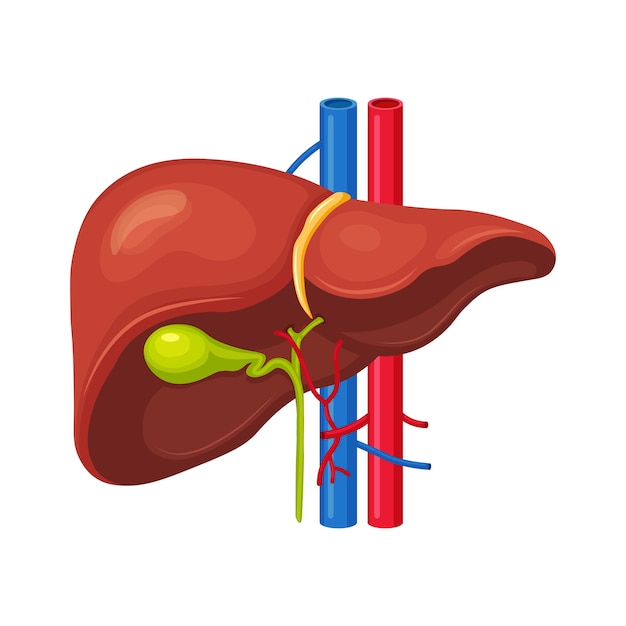 Hígado humano en el fondo. Órgano interno. Vesícula biliar, aorta, vena porta, conducto hepático. Anatomía de la ciencia médica.