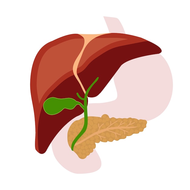 Hígado humano páncreas vesícula biliar Vector ilustración plana