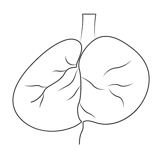 Hígado humano sano en una línea de arte ilustración de línea continua diseño vectorial