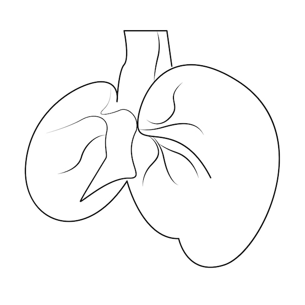 Hígado humano sano en una línea de arte ilustración de línea continua diseño vectorial