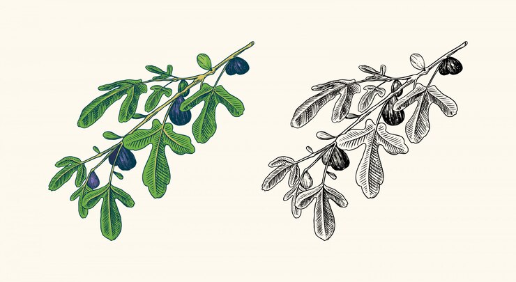 Vector higo fresco follaje de frutas.