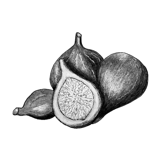 Higos acuarela dibujado a mano fruta Monocromo Sketch art