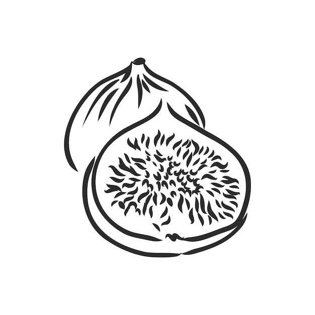 Higos ilustración vectorial realista de la planta fruto de higuera aislado sobre fondo blanco.