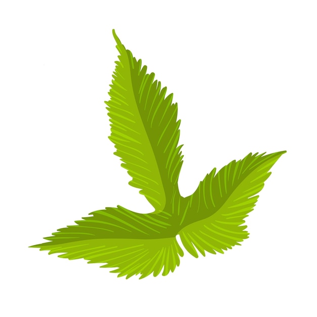 hoja aislada sobre un fondo blanco