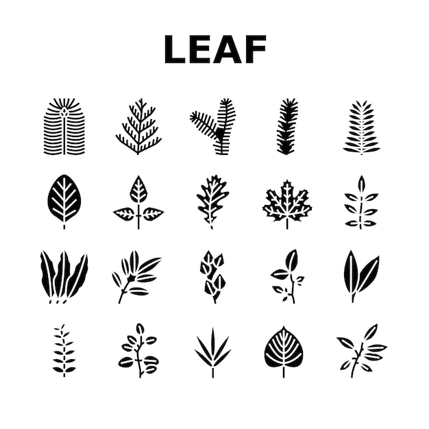 hoja, de, árbol, arbusto, o, flor, iconos, conjunto, vector