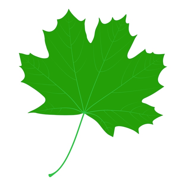Hoja de arce verde sobre fondo blanco Hoja de arce noruego lobulada palmadamente