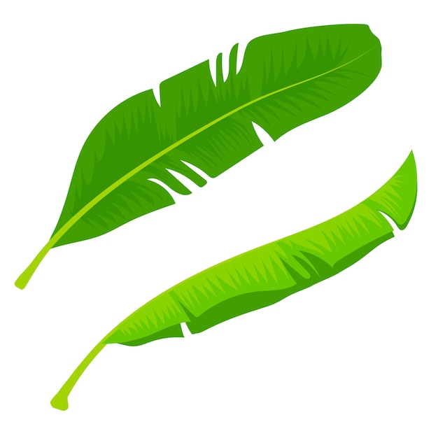Hoja de banana