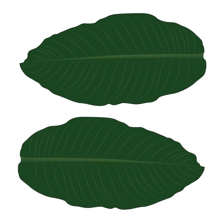 Vector hoja de banana