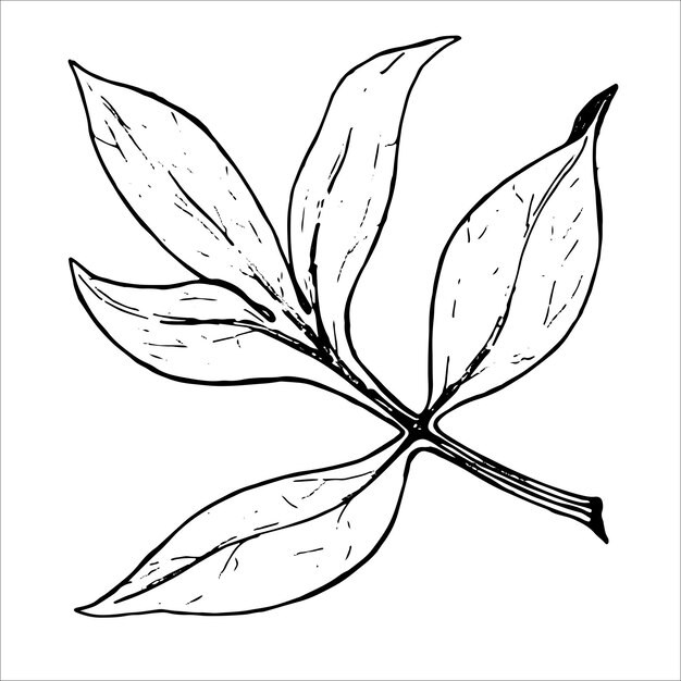 Hoja botánica de flor de peonía dibujada a mano sobre un fondo blanco en formato vectorial