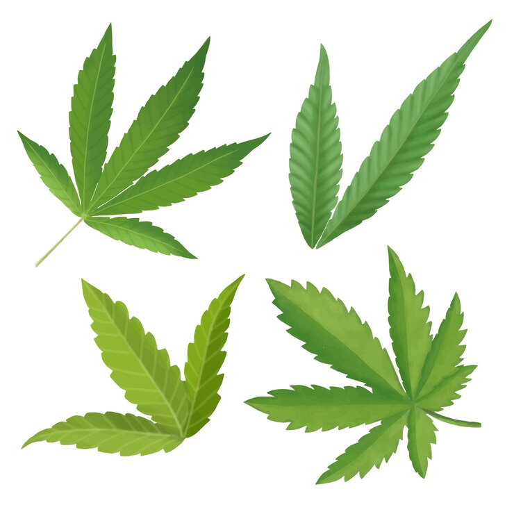 Hoja de cannabis Acuarela Pintura digital