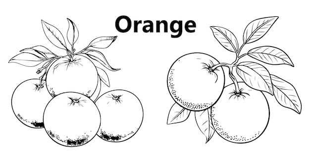 Vector hoja de colorear de línea naranja para niños