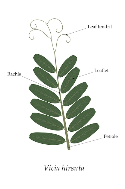 Vector hoja compuesta con zarcillos modificación de la hoja vicia hirsuta