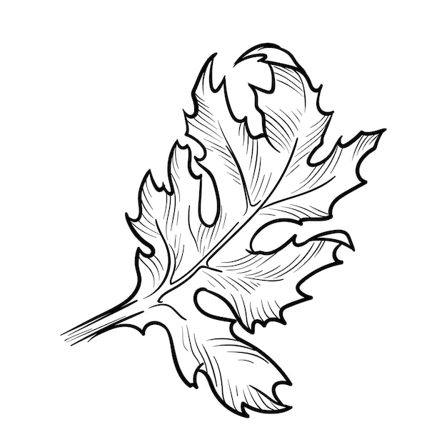 Hoja de crisantemo dibujada a mano Ilustración vectorial aislada sobre fondo blanco