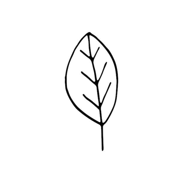 Hoja dibujada a mano única para decoración de invierno y otoño. Ilustración de vector de Doodle. Aislado sobre fondo blanco