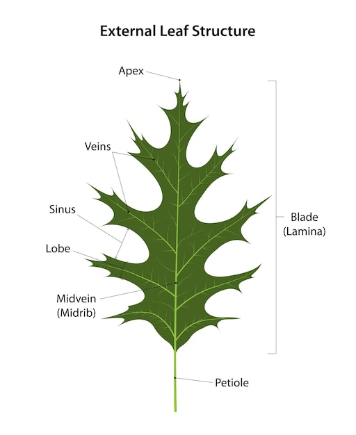 Vector hoja externa de estructura de tilo