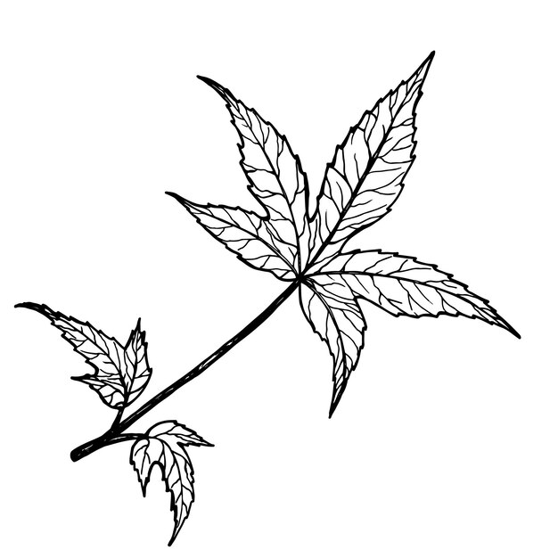 Hoja de flor de hibisco Gráficos dibujados a mano en blanco y negro traducidos a ilustración vectorial