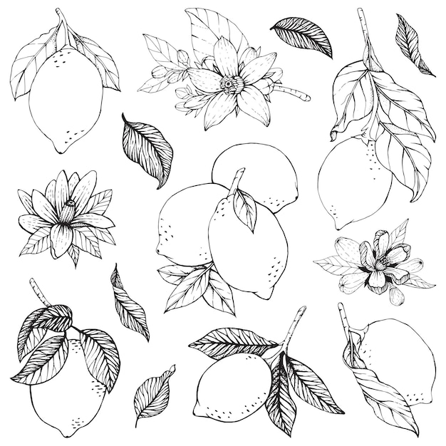 hoja de limón línea gráfica negro fruta cítricos