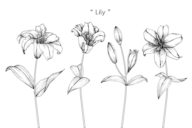 Hoja de lirio y dibujos de flores.