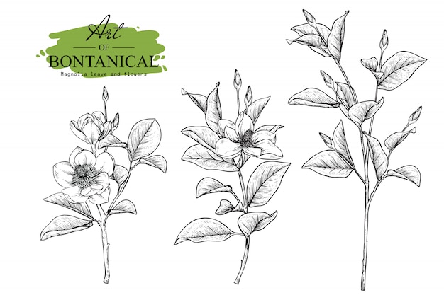 Hoja de magnolia y dibujos de flores.