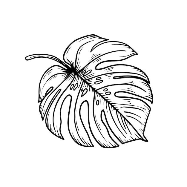 Hoja de Monstera en estilo boceto dibujo a mano grabado vintage clip art tropical