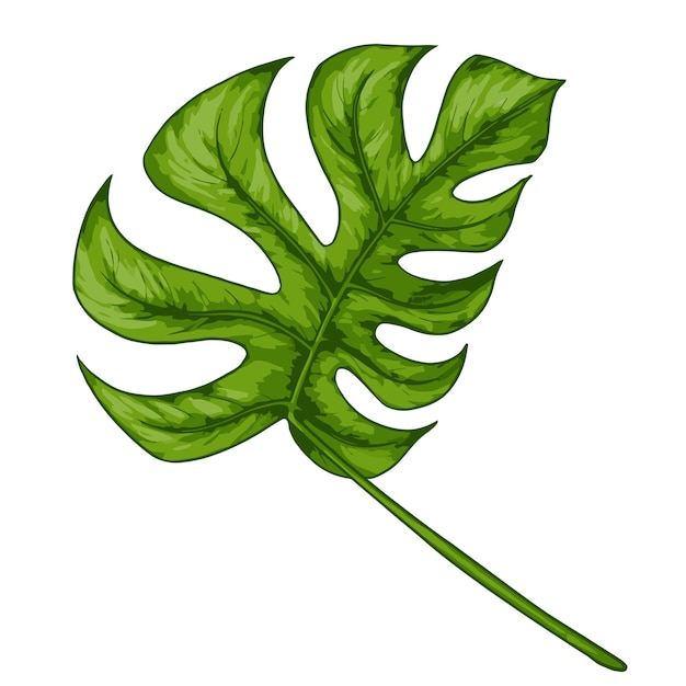 Hoja de monstera de vector de palma de selva tropical Ilustración de dibujado a mano realista de color botánico Aislado en blanco