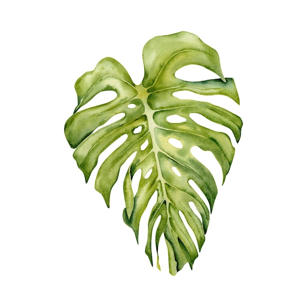 Hoja de monstera verde Acuarela pintada a mano parte de una planta tropical Elemento aislado sobre fondo blanco