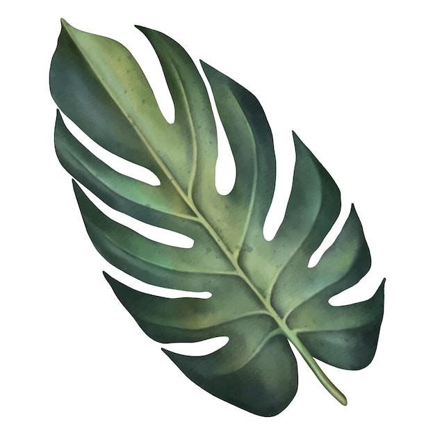 Hoja de monstera verde planta tropical ilustración acuarela pintada a mano aislada en blanco