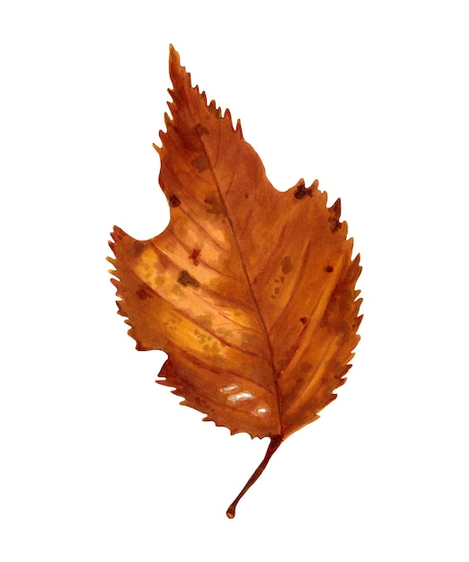 Hoja de otoño Hoja natural imperfecta seca Elemento realista para la decoración de festividades estacionales