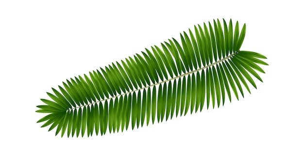 Vector hoja de palma. rama de un árbol tropical. follaje de plantas de la selva aislado sobre fondo blanco.