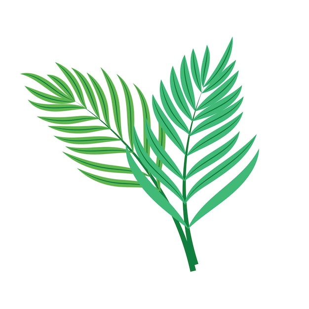 Vector hoja de palma tropical vectorial aislada en blanco