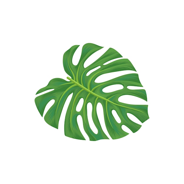 Hoja, de, palmera, vector, ilustración