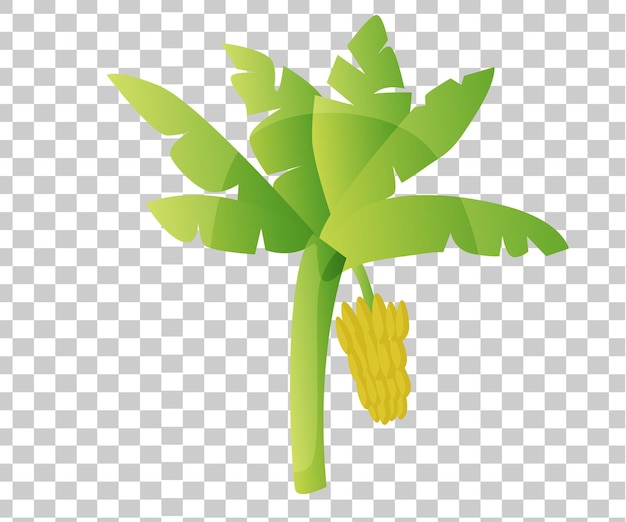 hoja de plátano sobre un fondo transparente
