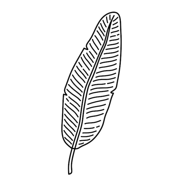 Hoja de plátano tropical aislada sobre un fondo blanco Ilustración dibujada a mano de un clipart botánico