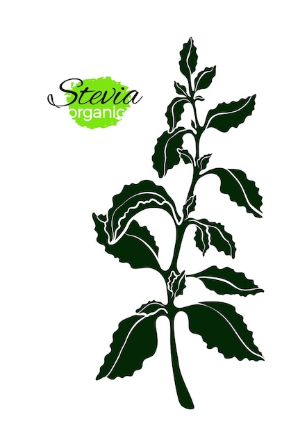 Vector hoja de rama de planta de stevia medicina producto orgánico saludable planta dulce natural