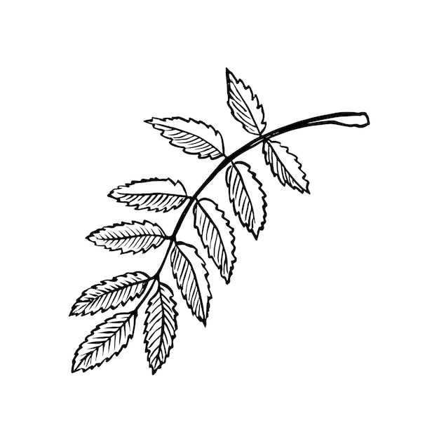 Una hoja de rowan gráficos vectoriales Ilustración dibujada a mano en blanco y negro sobre un fondo blanco