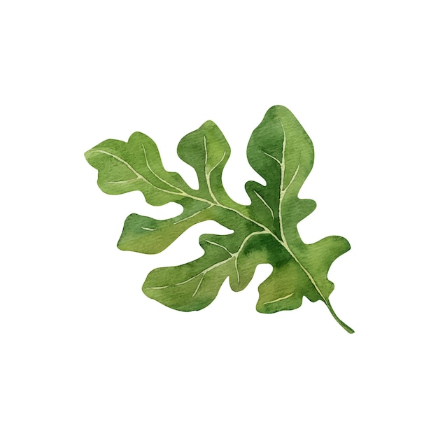 Hoja de sandía aislada sobre un fondo blanco Ilustración en acuarela