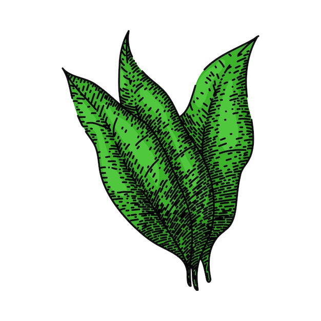 Hoja de tabaco verde bosquejo vector dibujado a mano