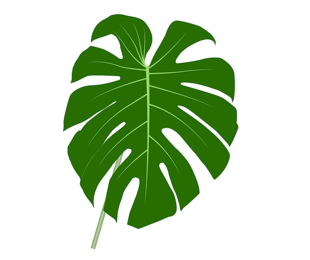 Hoja y tallo de Monstera (verde), fondo blanco y espacio de copia