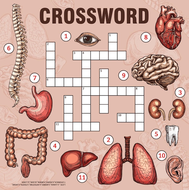 Hoja de trabajo de cuadrícula de crucigramas de partes del cuerpo de órganos humanos